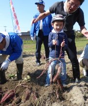 芋を持ち上げる幼児