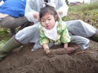 掘り出した芋を触って確かめる幼児