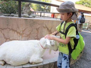 ヤギの頭をなでる幼児