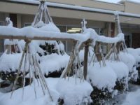 雪つりをした庭木に雪が積もった様子