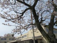 満開に咲いた校門の桜