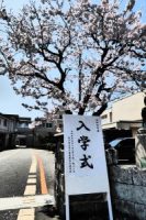 入学式の看板と正門の桜の木