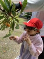 びわの実や葉を見たり触ったりする幼児児童