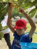 びわの実や葉を見たり触ったりする幼児児童