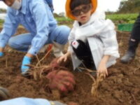 土の中の大きなさつま芋に驚く児童 土の中の大きなさつま芋に驚く児童