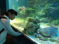 アクアパーク品川にて魚を見ている生徒
